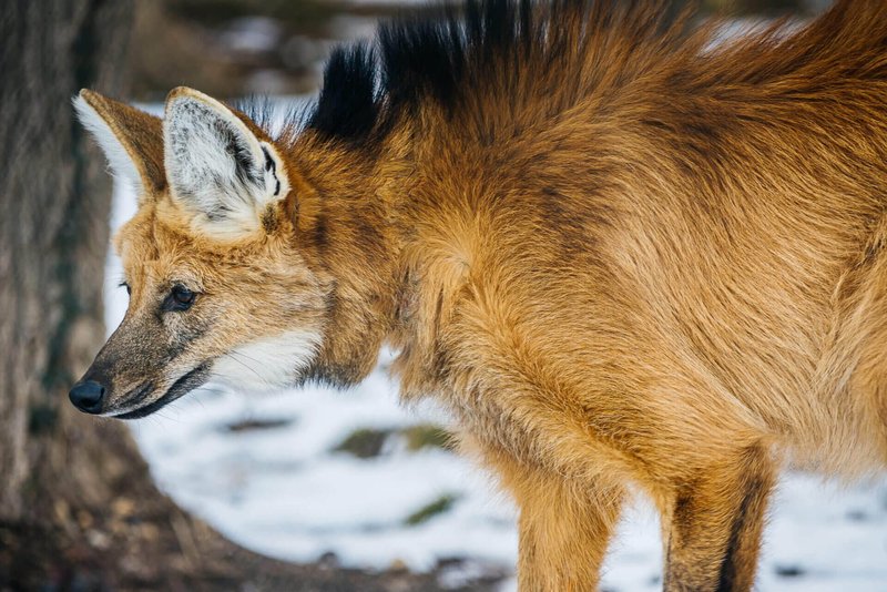 Can The Maned Wolf Be Dangerous To Humans?