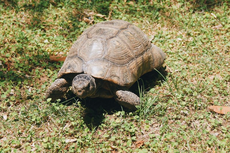 Can The Marginated Tortoise Live Indoors Or Outdoors?