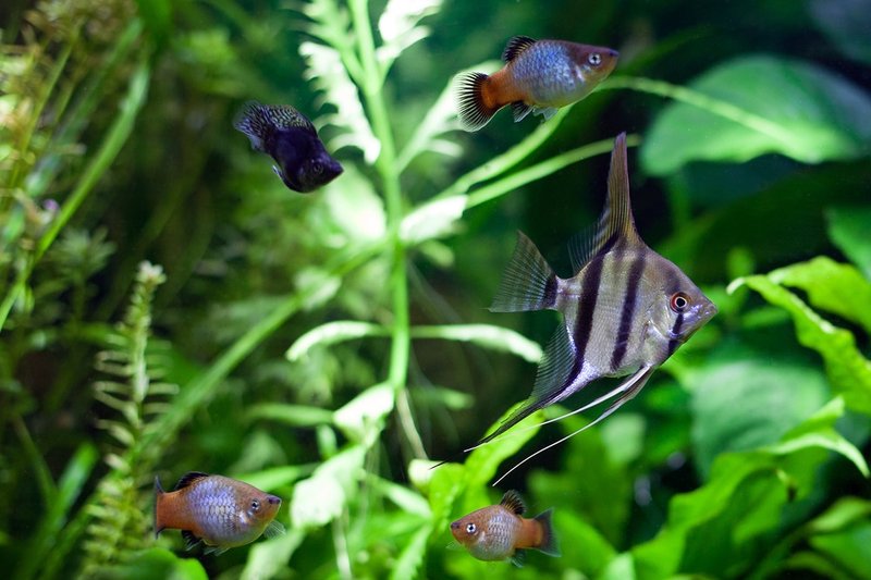 Can The Marine Angelfish Live With Other Fish? Tank Mate Compatibility