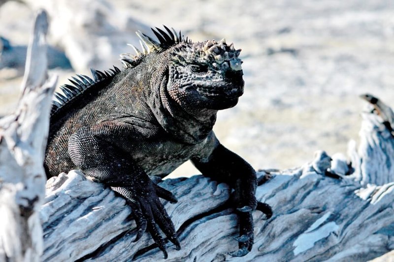 Can The Marine Iguana Be Dangerous To Humans?