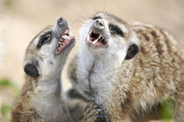 Can The Meerkat Be Dangerous To Humans?