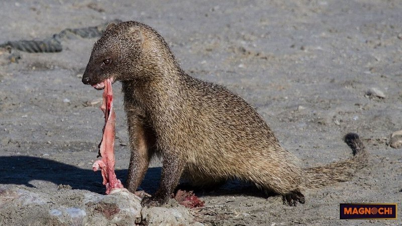 Can The Mongoose Be Dangerous To Humans?