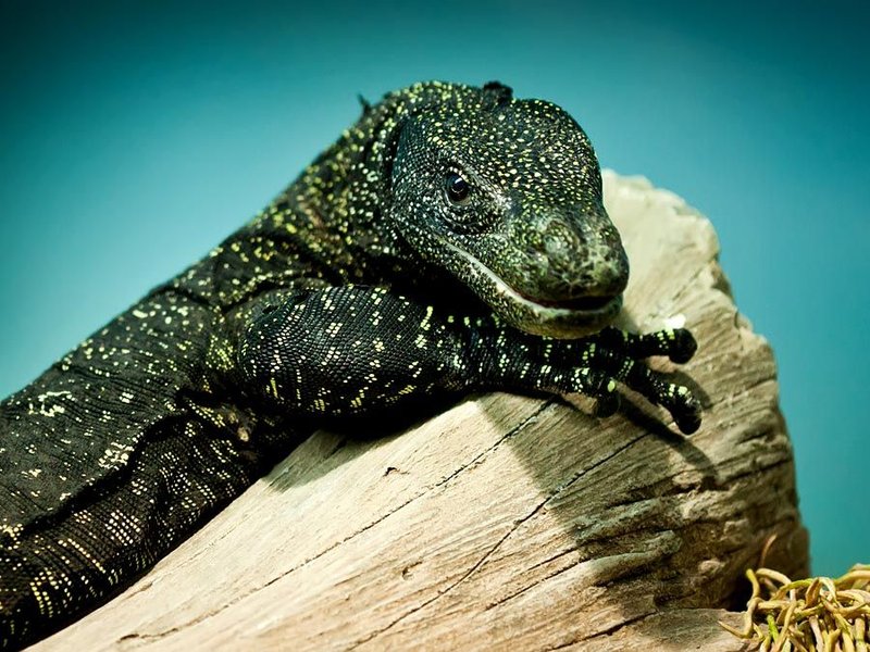 Can The Monitor Lizard Be Dangerous To Humans?