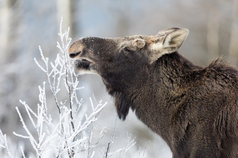 Can The Moose Be Dangerous To Humans?