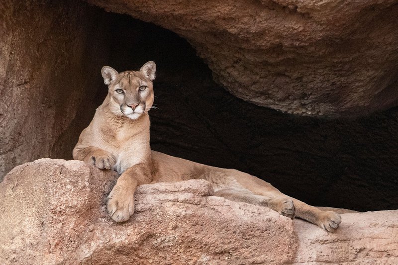 Can The Mountain Lion Be Dangerous To Humans?