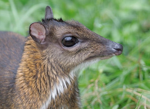 Can The Mouse Deer Be Dangerous To Humans?