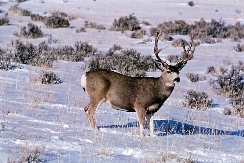 Can The Mule Deer Be Dangerous To Humans?