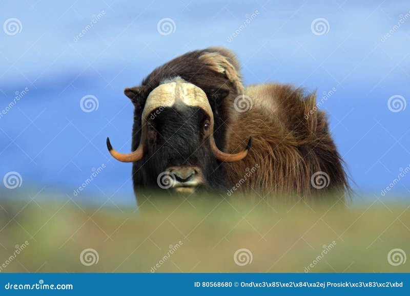Can The Muskox Be Dangerous To Humans?