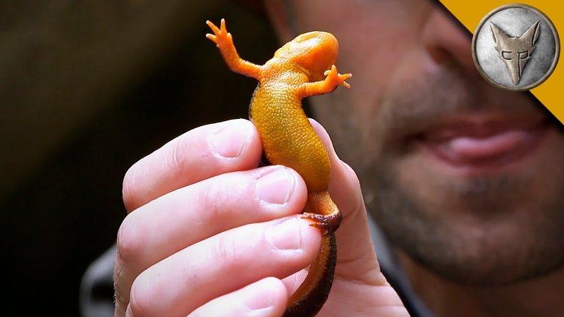 Can The Newt Be Dangerous To Humans?