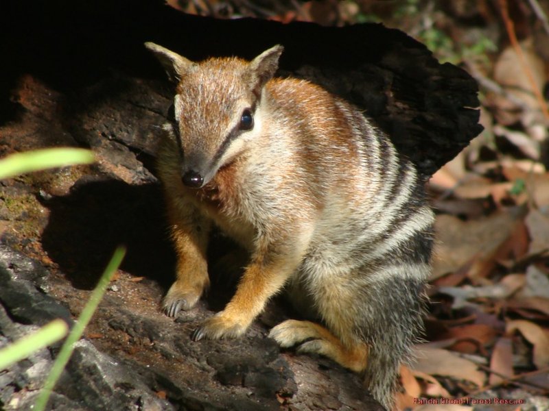 Can The Numbat Be Dangerous To Humans?