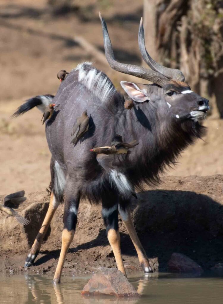 Can The Nyala Be Dangerous To Humans?