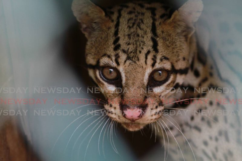 Can The Ocelot Be Dangerous To Humans?