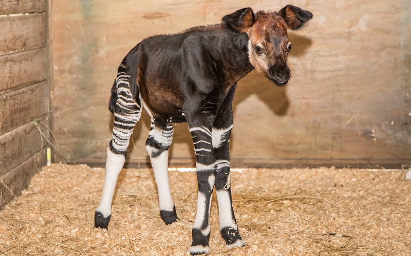 Can The Okapi Be Dangerous To Humans?