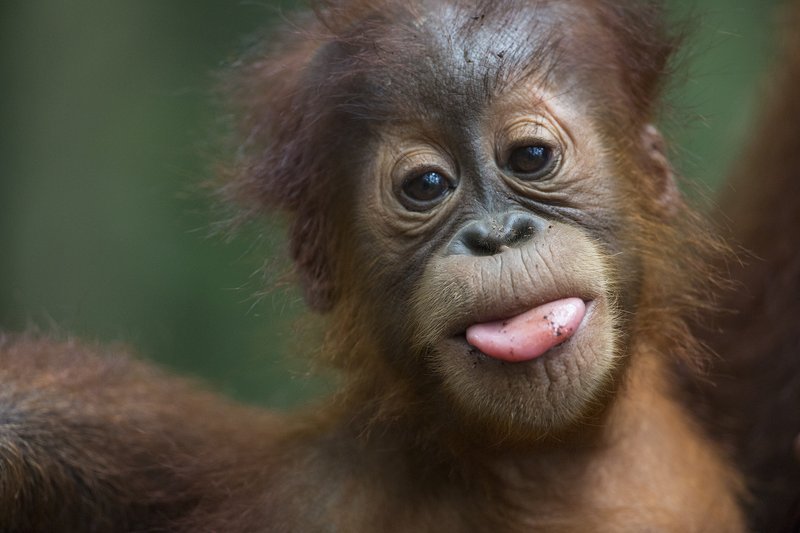 Can The Orangutan Be Dangerous To Humans?