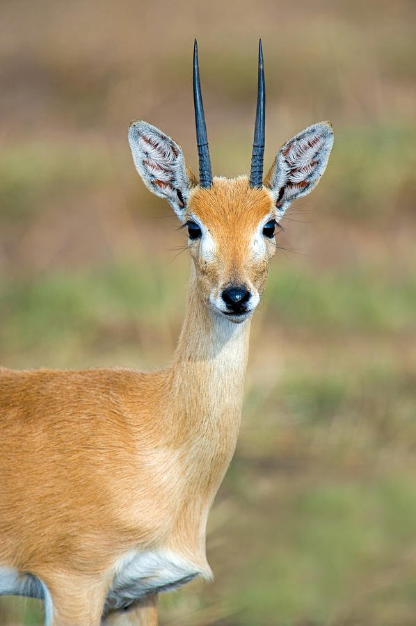 Can The Oribi Be Dangerous To Humans?