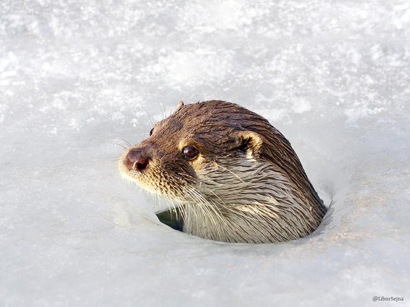 Can The Otter Be Dangerous To Humans?