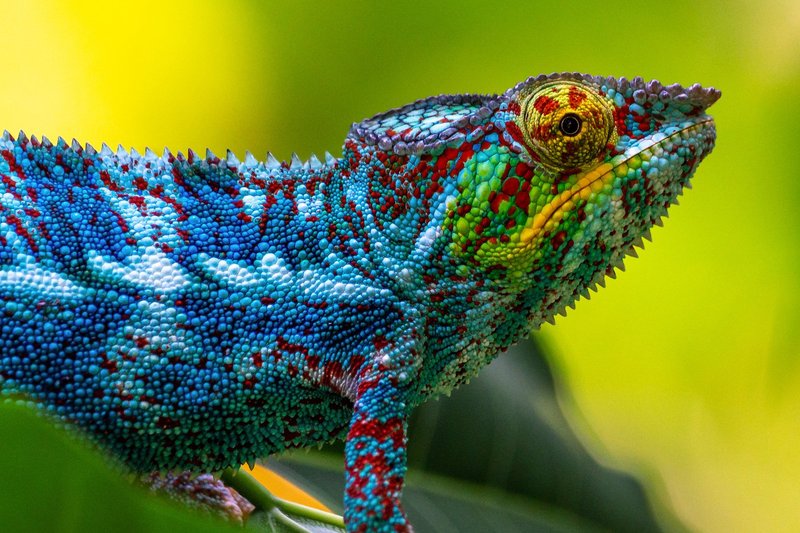 Can The Oustalet'S Chameleon Change Colors? Myths Vs Reality