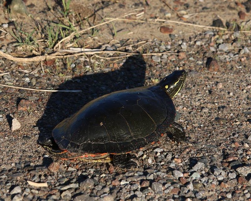 Can The Painted Turtle Be Dangerous To Humans?