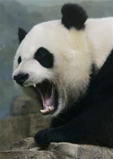 Can The Panda Be Dangerous To Humans?