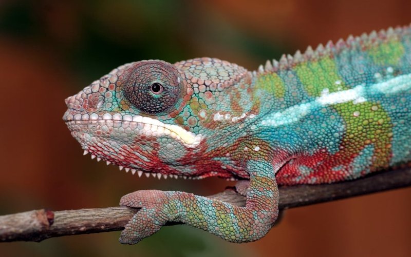 Can The Panther Chameleon Regrow Its Tail Or Limbs?