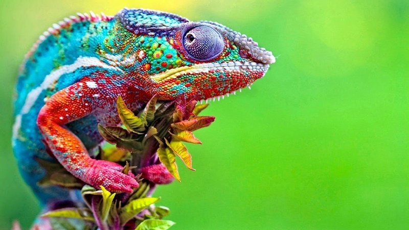 Can The Parson'S Chameleon Change Colors? Myths Vs Reality