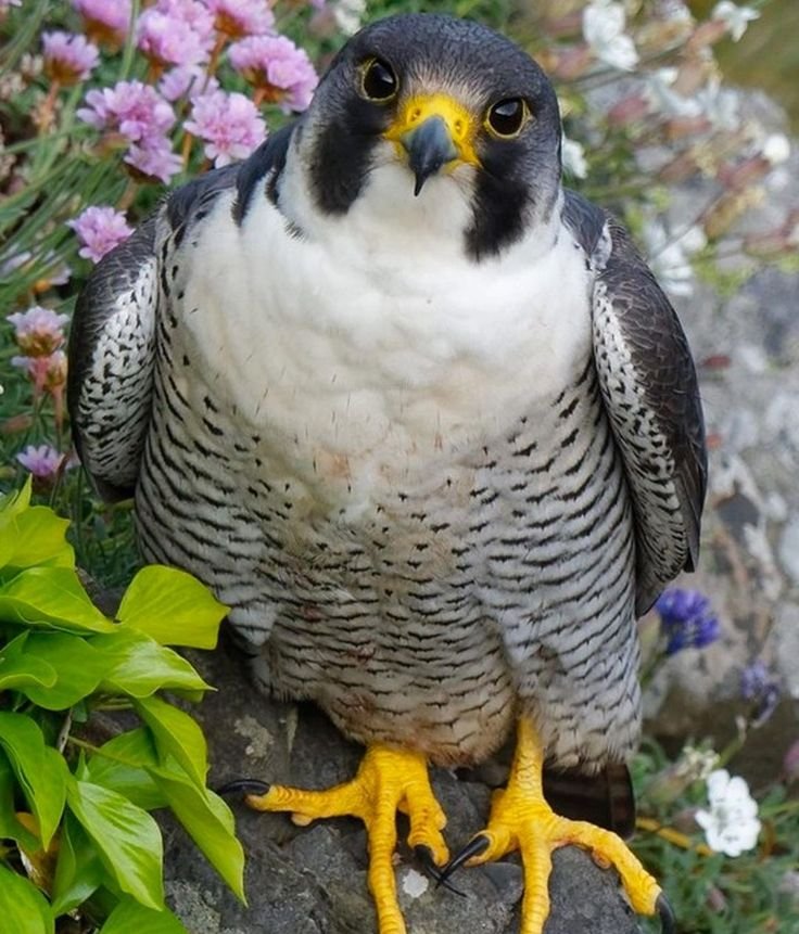 Can The Peregrine Falcon Be Dangerous To Humans?