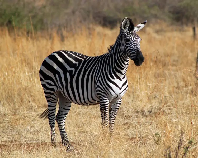 Can The Plains Zebra Be Dangerous To Humans?