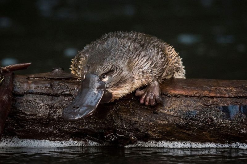 Can The Platypus Be Dangerous To Humans?