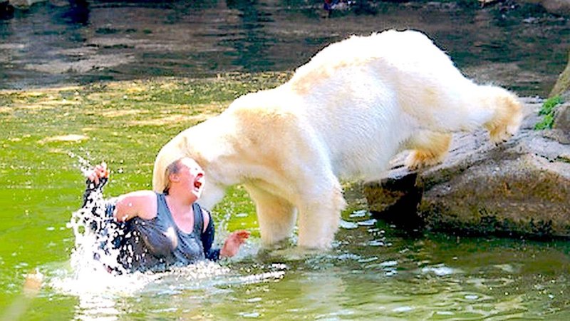 Can The Polar Bear Be Dangerous To Humans?
