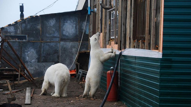Can The Polar Bear Be Dangerous To Humans?
