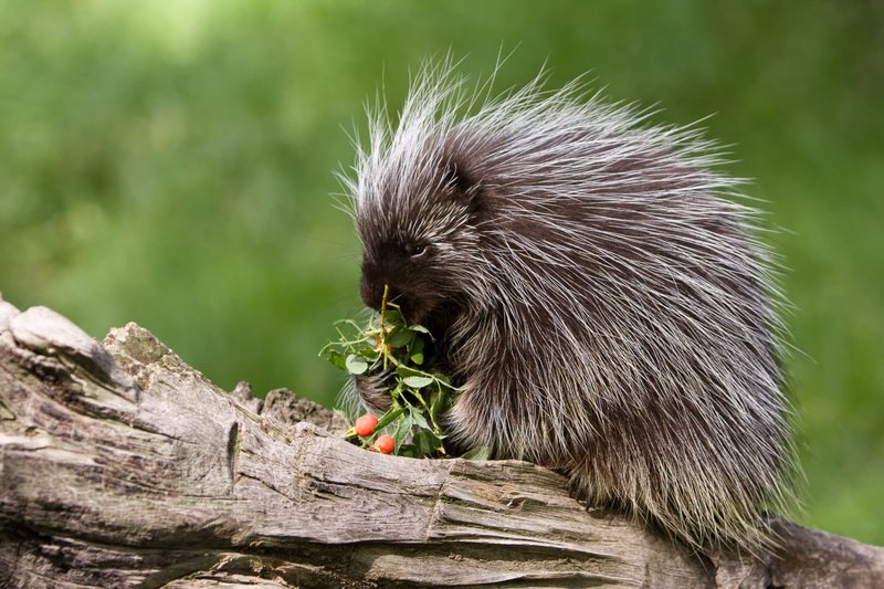 Can The Porcupine Be Dangerous To Humans?