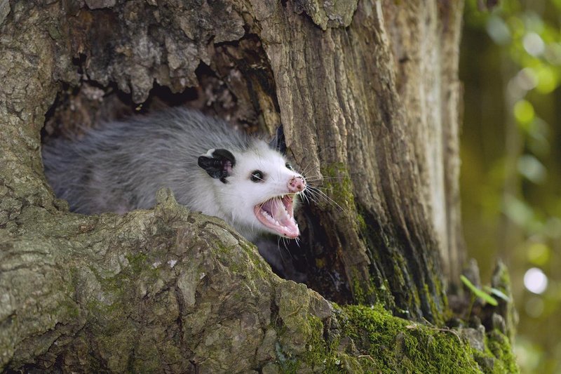 Can The Possum Be Dangerous To Humans?