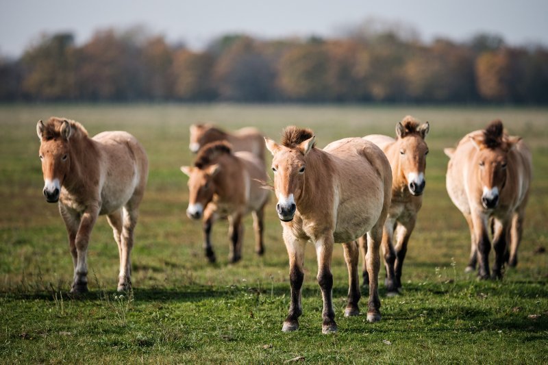 Can The Przewalski’S Horse Be Dangerous To Humans?