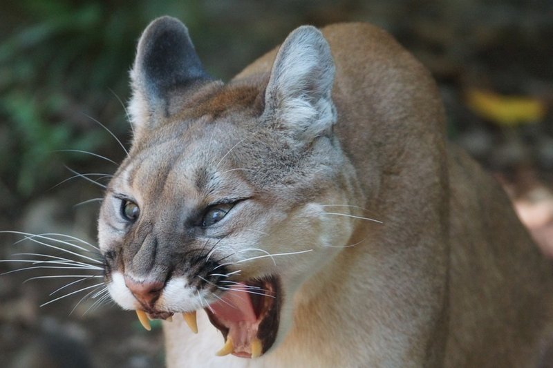 Can The Puma Be Dangerous To Humans?