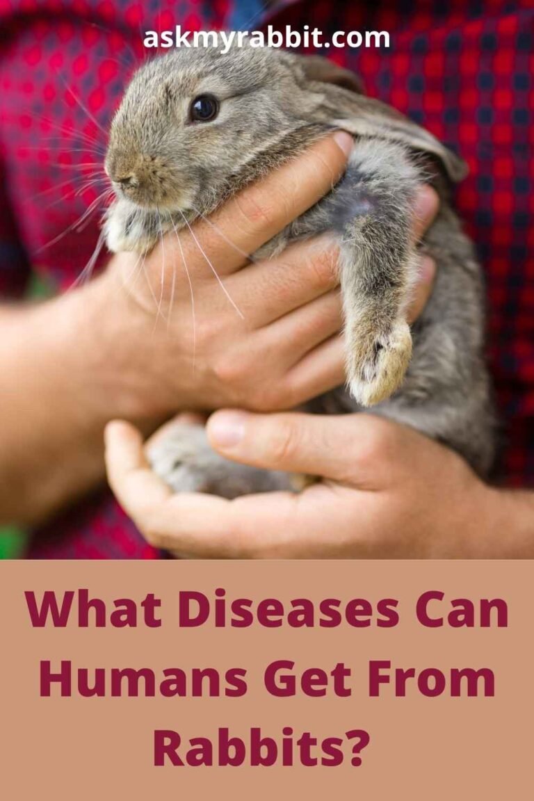 Can The Rabbit Be Dangerous To Humans?