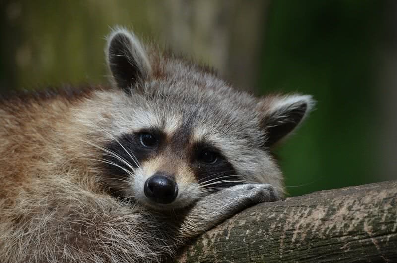 Can The Raccoon Be Dangerous To Humans?