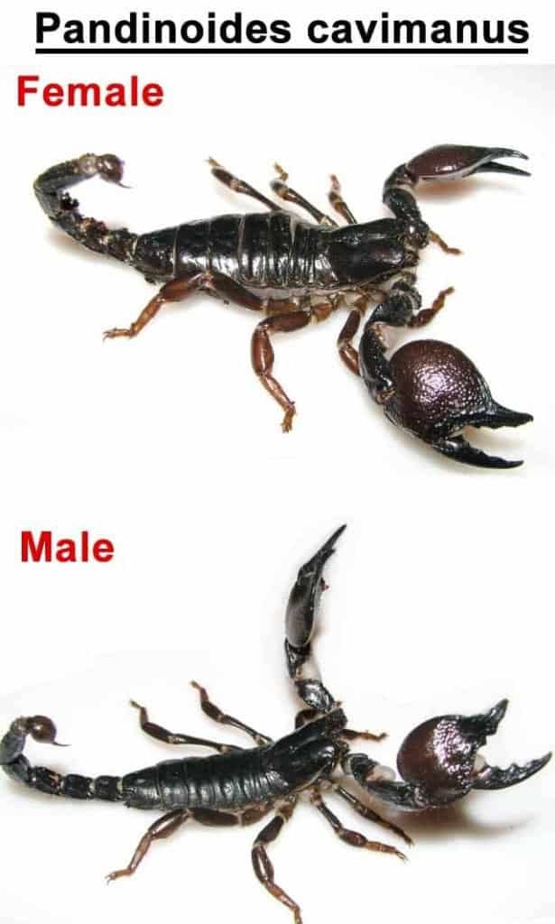 Can The Red Claw Scorpion Kill A Human? - Truth Vs Myth