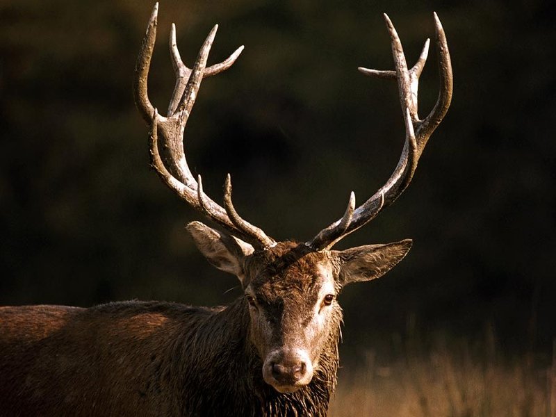 Can The Red Deer Be Dangerous To Humans?