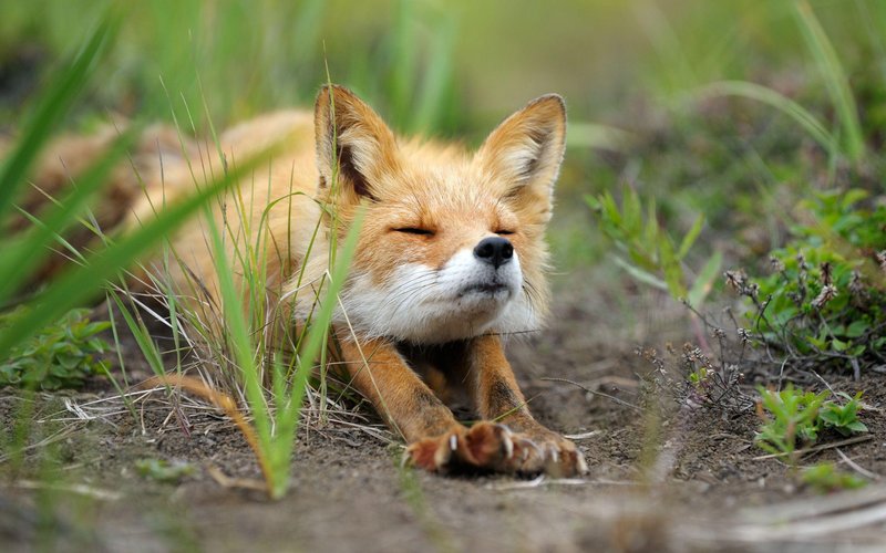 Can The Red Fox Be Dangerous To Humans?
