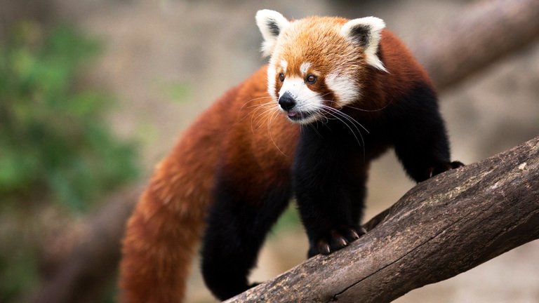 Can The Red Panda Be Dangerous To Humans?