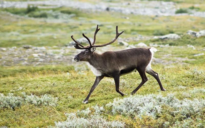 Can The Reindeer Be Dangerous To Humans?