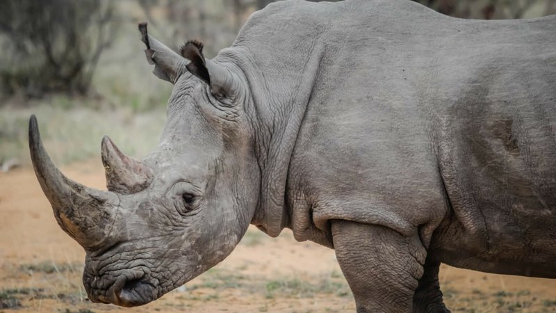 Can The Rhinoceros Be Dangerous To Humans?