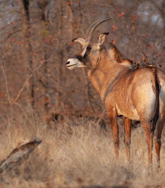 Can The Roan Antelope Be Dangerous To Humans?