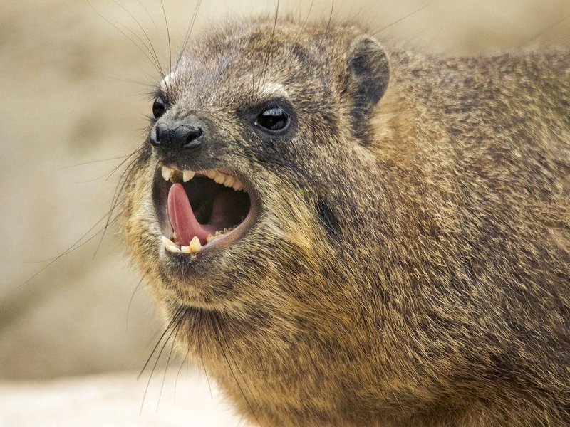 Can The Rock Hyrax Be Dangerous To Humans?