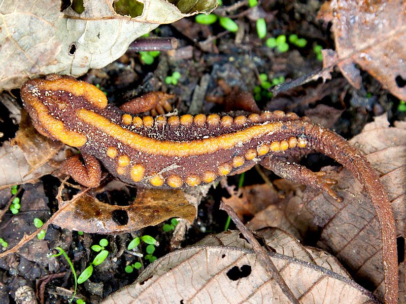 Can The Salamander Be Dangerous To Humans?