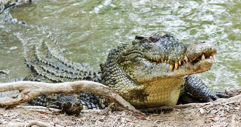 Can The Saltwater Crocodile Be Dangerous To Humans?