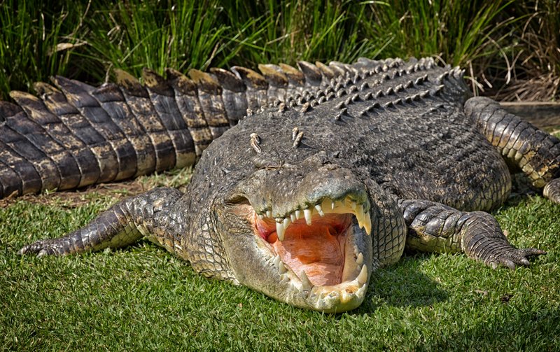 Can The Saltwater Crocodile Be Dangerous To Humans?