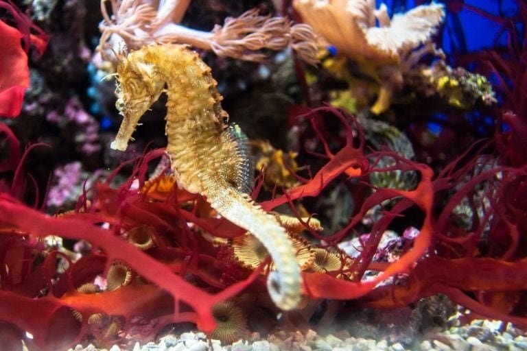 Can The Seahorse Live With Other Fish? Tank Mate Compatibility