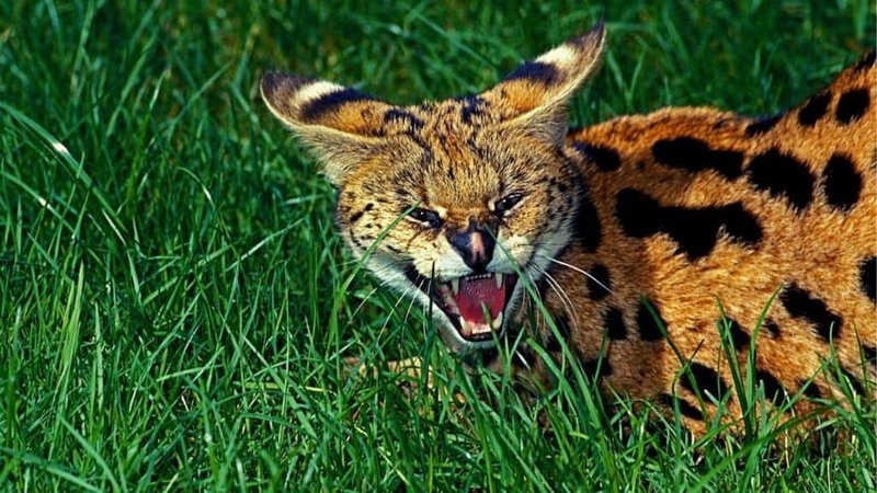 Can The Serval Be Dangerous To Humans?