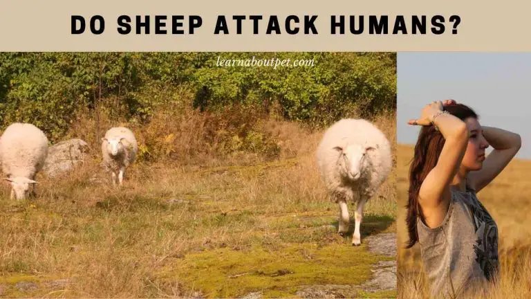 Can The Sheep Be Dangerous To Humans?